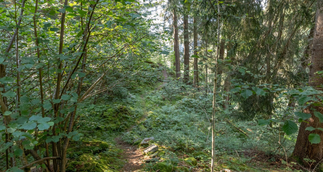 Erlebnisweg "Minas da Gulatsch" (oua_70433226_image) Erlebnisweg "Minas da Gulatsch" (oua_70433226_image)