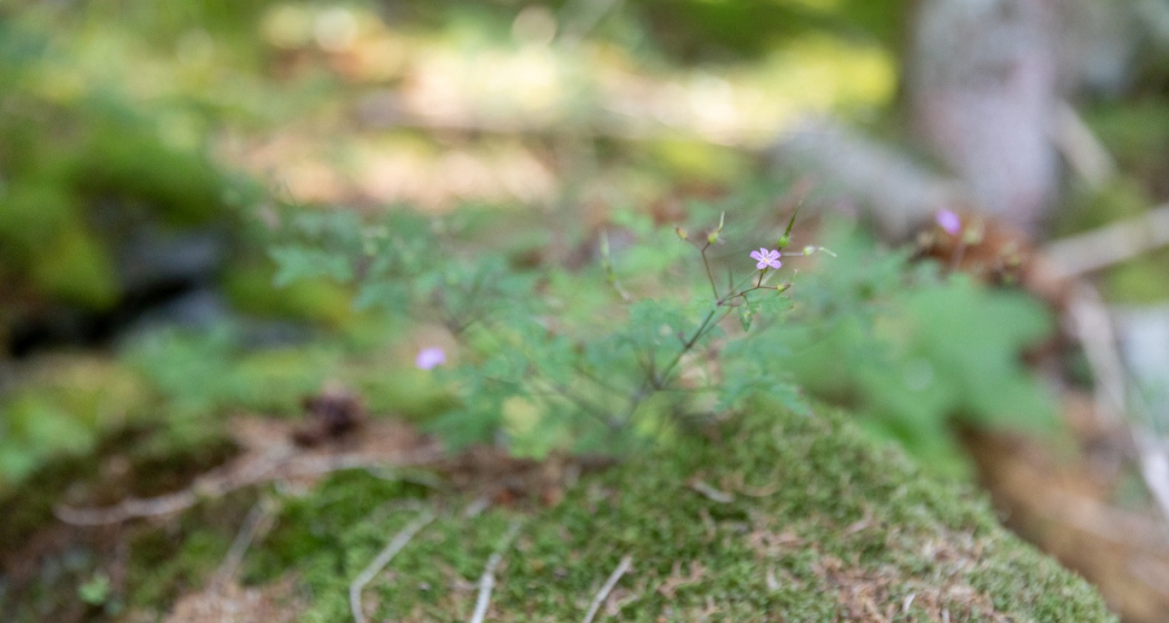 Erlebnisweg "Minas da Gulatsch" (oua_70433227_image) Erlebnisweg "Minas da Gulatsch" (oua_70433227_image)