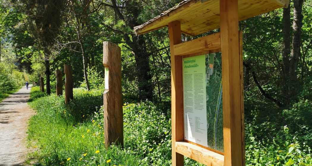 Waldlehrpfad im Paradieswäldli in Ilanz Waldlehrpfad im Paradieswäldli in Ilanz