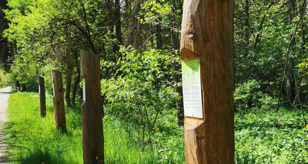 Waldlehrpfad im Paradieswäldli in Ilanz Waldlehrpfad im Paradieswäldli in Ilanz