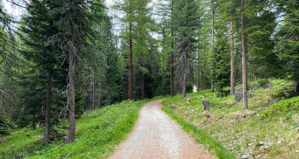 Stazerwald Stazerwald