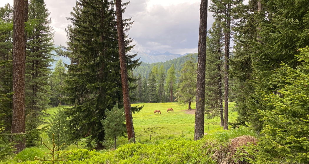 Stazerwald Stazerwald