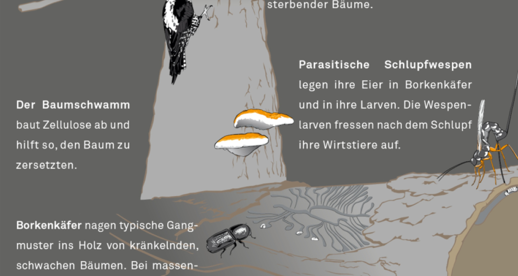 Artenvielfalt am Crap Furò