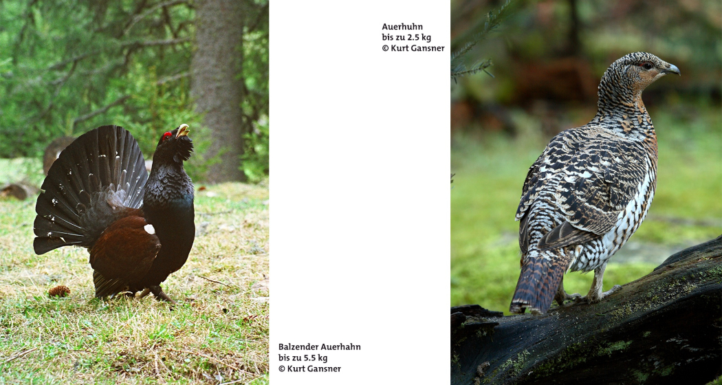 Das Auerhuhn