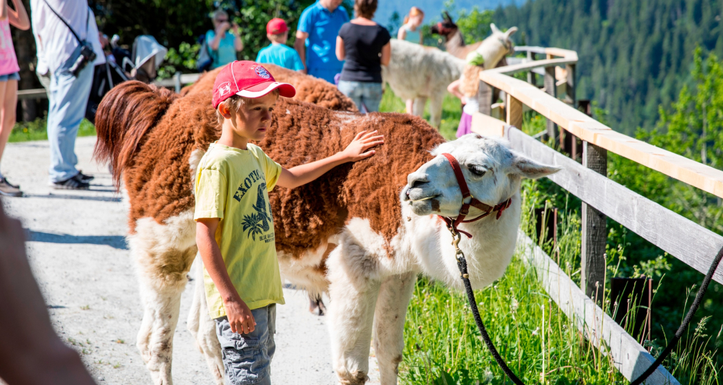 Das Foto zeigt einen kleinen Jungen der ein Lama streichelt