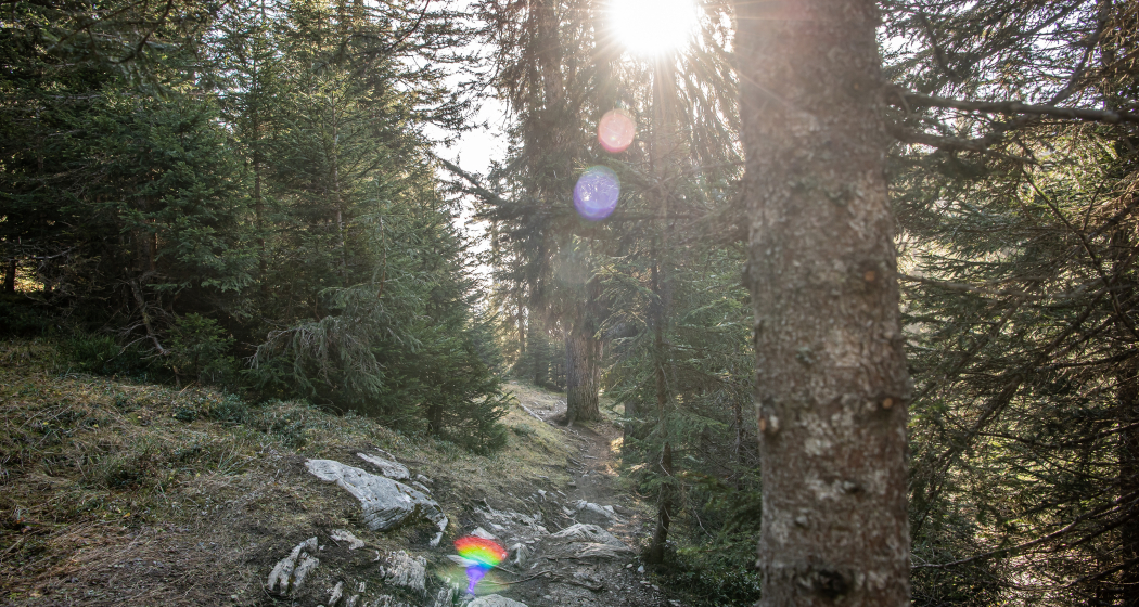 Green Valley: Plaun- Runca Höhe (oua_71960533_image) Green Valley: Plaun- Runca Höhe (oua_71960533_image)