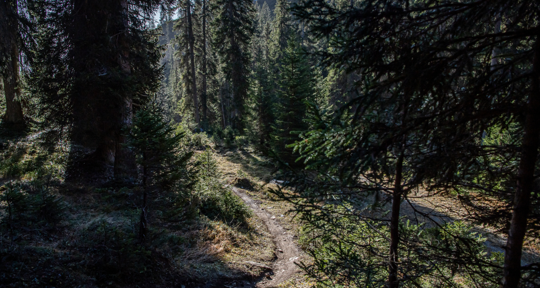 Green Valley: Plaun- Runca Höhe (oua_71960536_image) Green Valley: Plaun- Runca Höhe (oua_71960536_image)