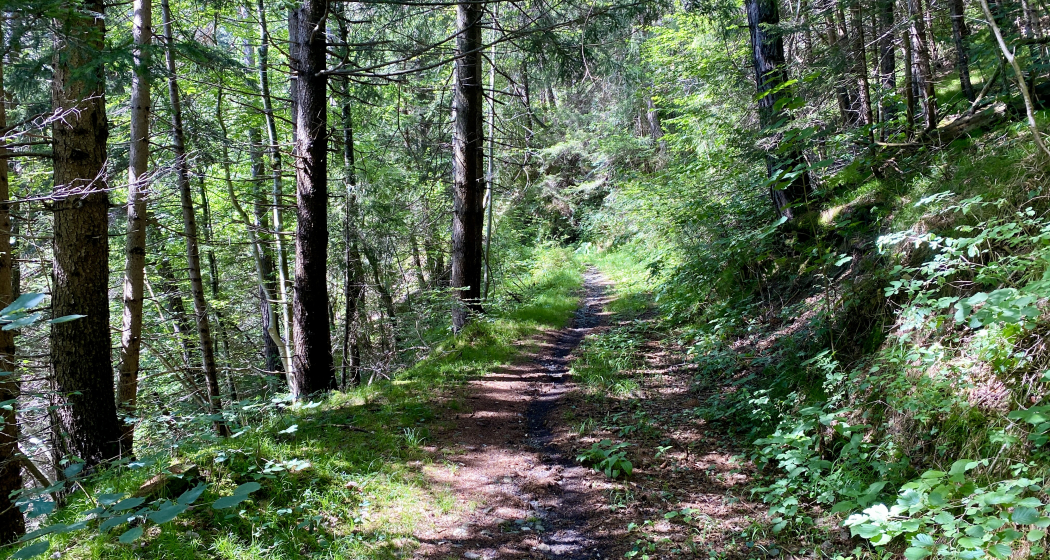 Singletrail zum Pkt 687 Singletrail zum Pkt 687