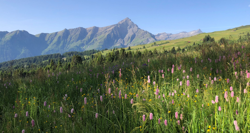 Blumenwiese am Heinzenberg mit Blick auf den Piz Beverin Blumenwiese am Heinzenberg mit Blick auf den Piz Beverin