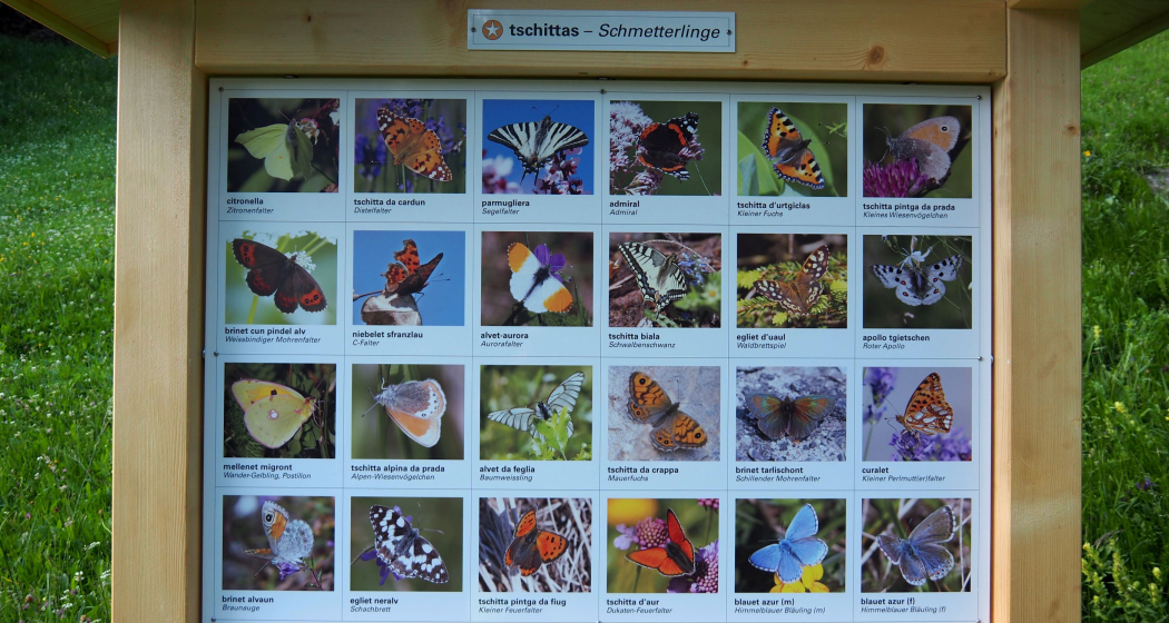 Schmetterlinge Schmetterlinge