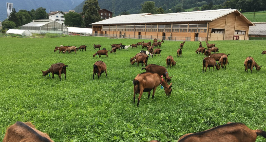 Gutsbetrieb Plankis Gutsbetrieb Plankis