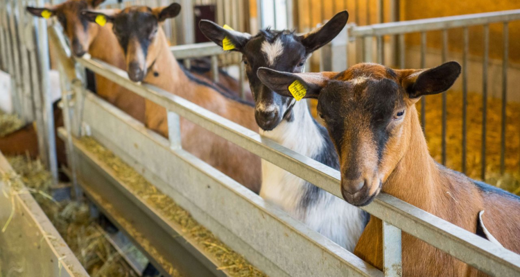 Gutsbetrieb Plankis Gutsbetrieb Plankis