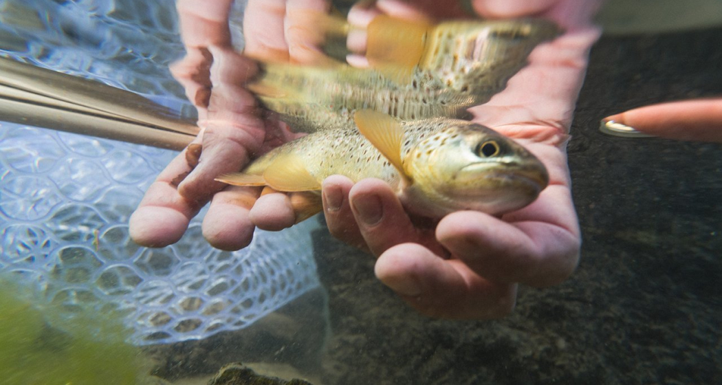Fliegenfischen © Filip Zuan