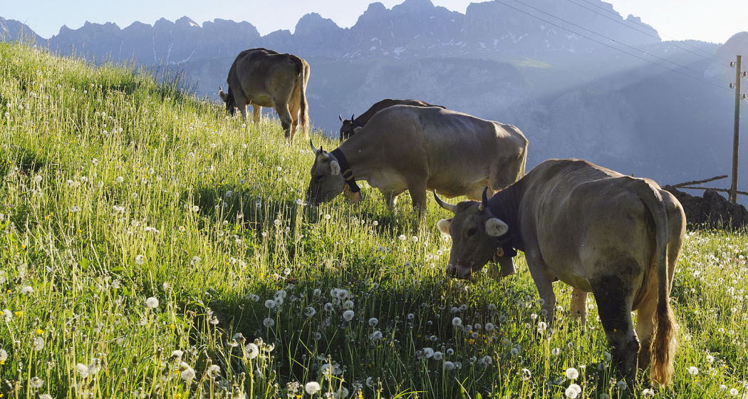 Bergkäserei Mädris