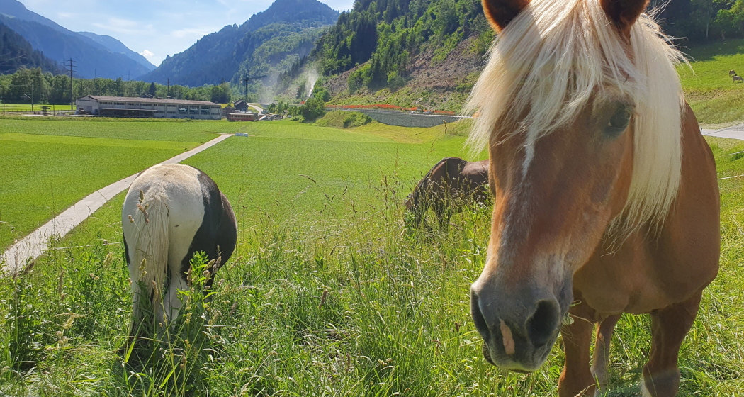 Pferde, Sun Ranch in Rueun