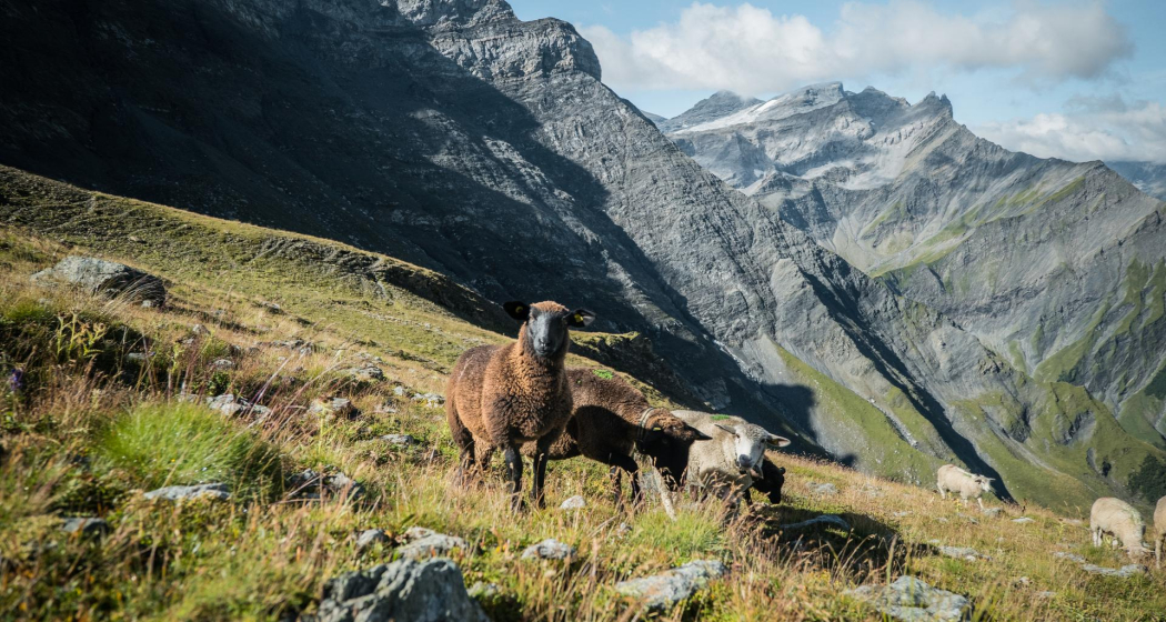 Auf dem Abstieg zur Tschingelenalp Auf dem Abstieg zur Tschingelenalp
