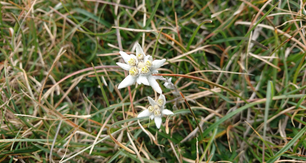 Etappe 9: Edelweiss im Aufstieg zu den Laiets Etappe 9: Edelweiss im Aufstieg zu den Laiets