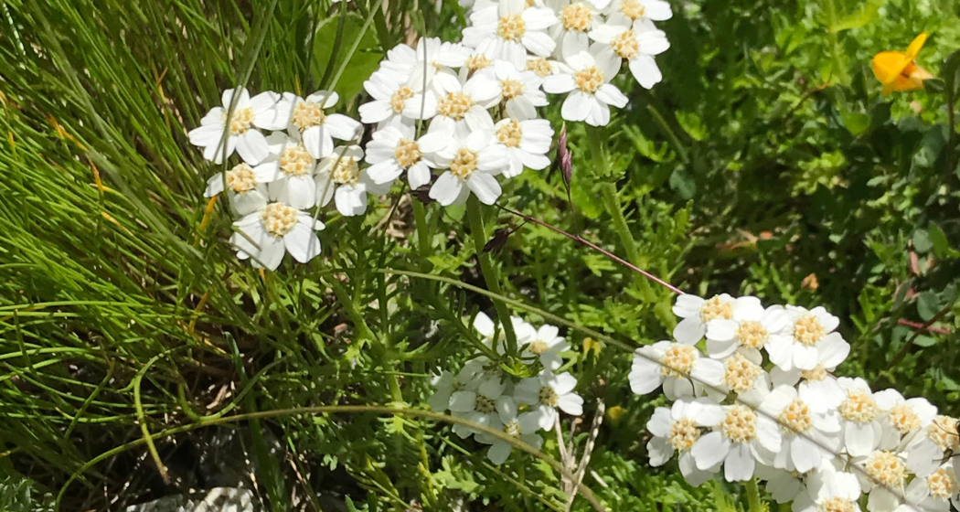 Iva - Achillea Moschata - Moschus Schafgarbe Iva - Achillea Moschata - Moschus Schafgarbe