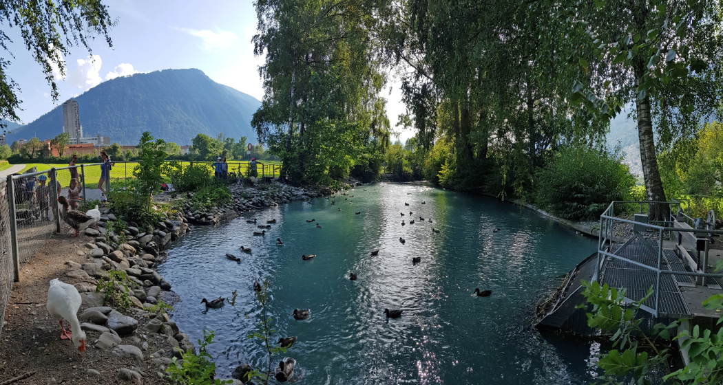 Ententeich Ententeich