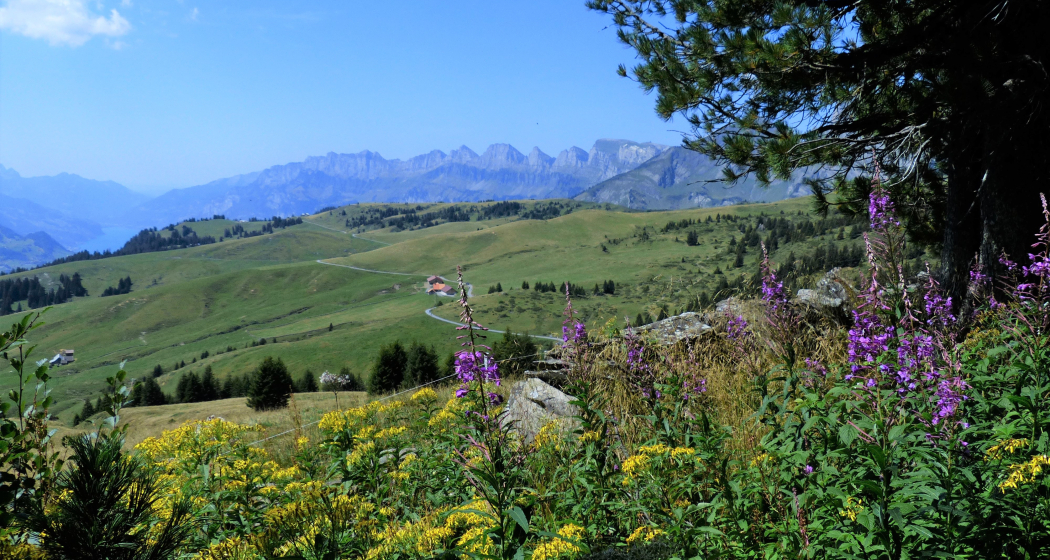 Aussicht auf die Palfrieser Hochebene mit den Churfirsten im Hintergrund Aussicht auf die Palfrieser Hochebene mit den Churfirsten im Hintergrund