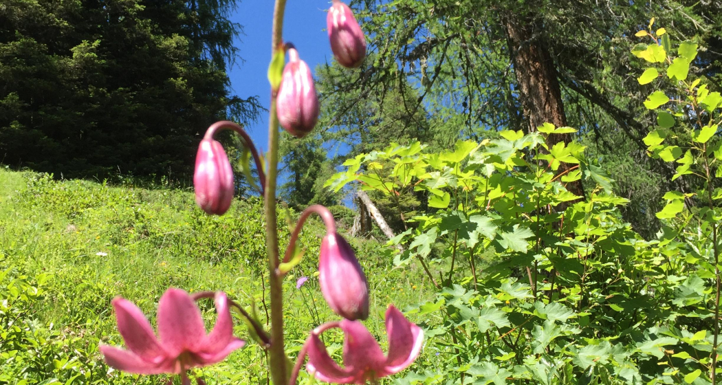 Blume Türkenbund Blume Türkenbund