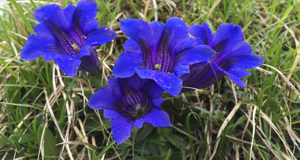 blaue Enziane blaue Enziane