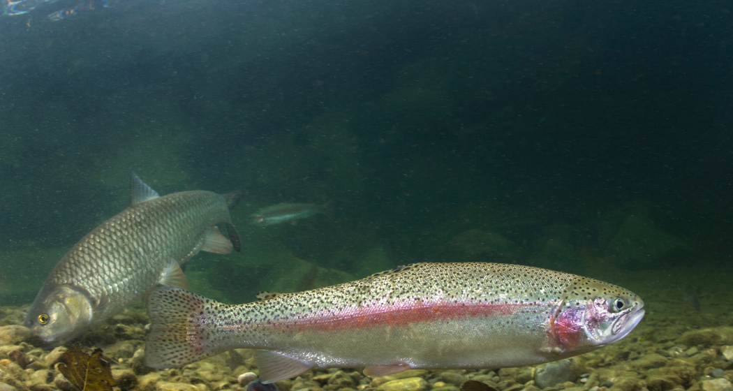 Regenbogenforelle Regenbogenforelle