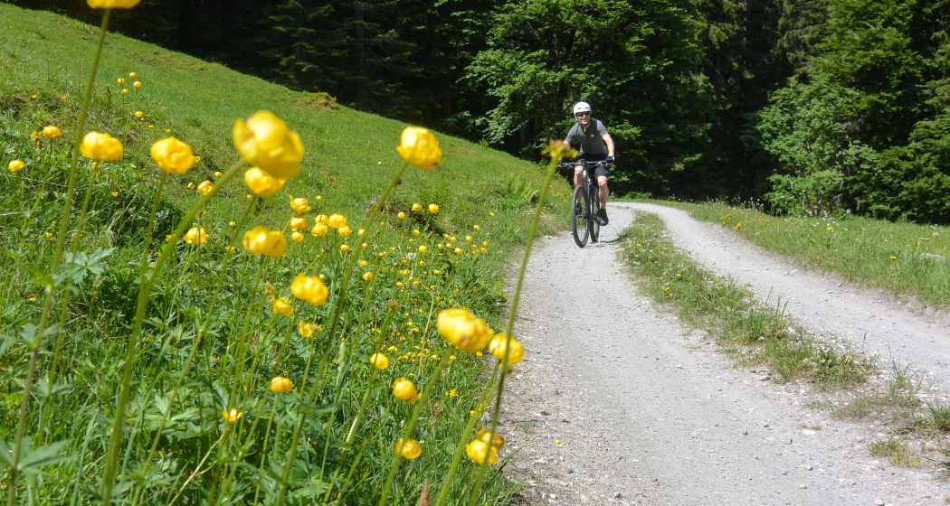 Genussvolle Forststrasse Genussvolle Forststrasse