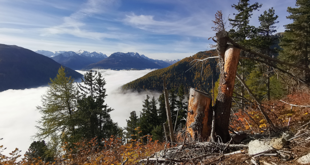 Crasta Mora Crasta Mora