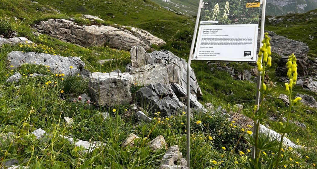 Sardona Bergblumen Pfad (oua_82292284_image) Sardona Bergblumen Pfad (oua_82292284_image)