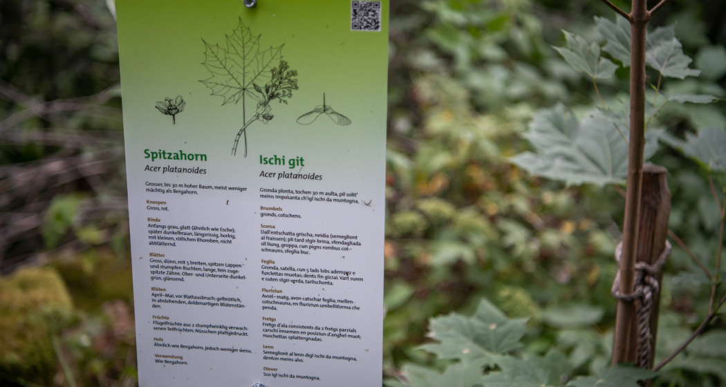 Waldlehrpfad "Mulin" in Schnaus (oua_86278380_image)