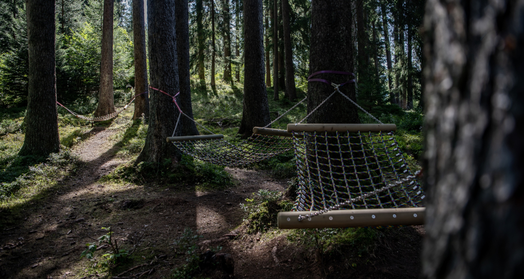 Hängemattenwald nähe Aussichtpunkt Flanz Hängemattenwald nähe Aussichtpunkt Flanz