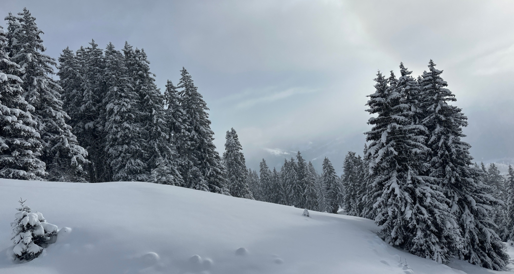 Schneeschuhtour Nr. 202: Curnius - Alp Dadens-Sut - Falera (oua_91571242_image) Schneeschuhtour Nr. 202: Curnius - Alp Dadens-Sut - Falera (oua_91571242_image)