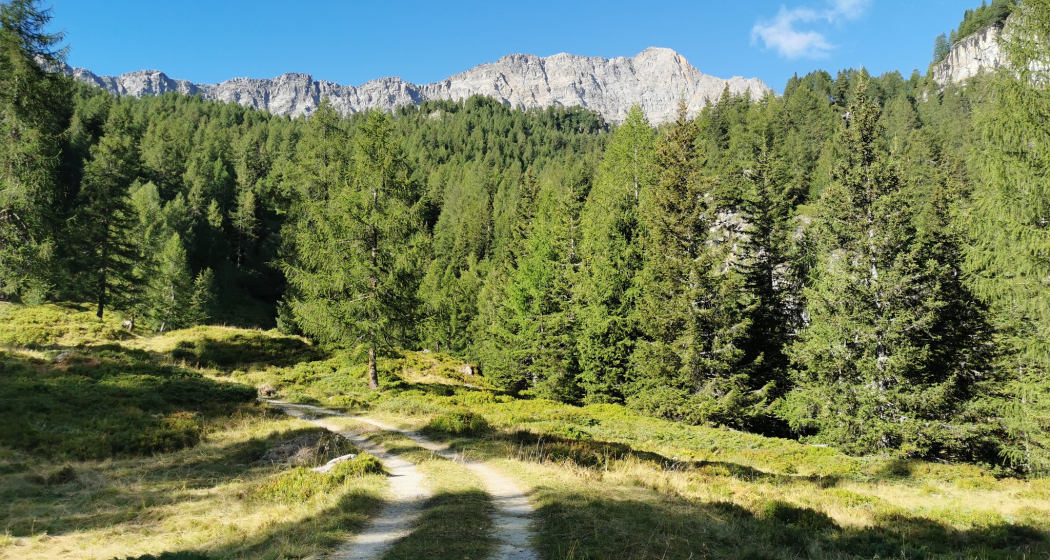 Selva - Cancian Selva - Cancian