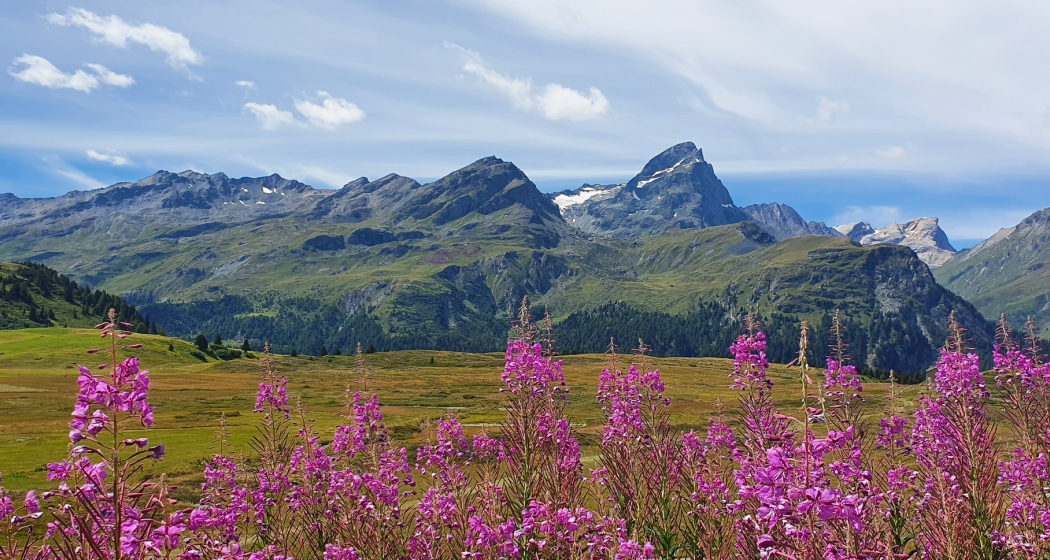 Alp Flix - Moorlandschaft von nationaler Bedeutung (Bivio - Savognin, Teilstück Via Sett) (oua_96119296_image) Alp Flix - Moorlandschaft von nationaler Bedeutung (Bivio - Savognin, Teilstück Via Sett) (oua_96119296_image)