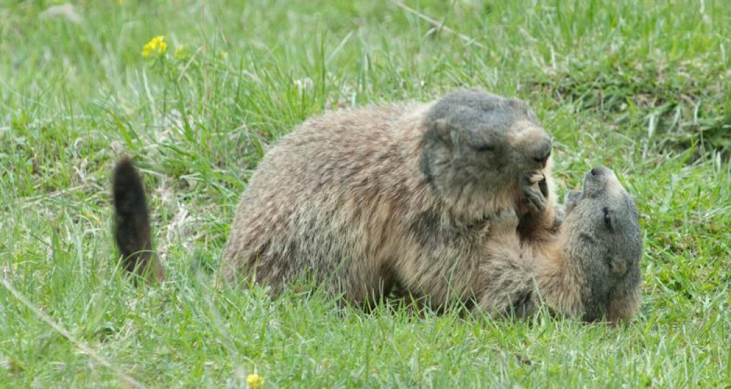 43.07 S-chanf (Cinous-chel) - Dürrboden, Jakobsweg Graubünden (oua_9702134_image) 43.07 S-chanf (Cinous-chel) - Dürrboden, Jakobsweg Graubünden (oua_9702134_image)