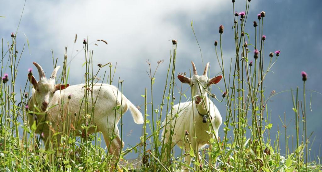 43.13 Tamins - Trin Digg, Jakobsweg Graubünden 43.13 Tamins - Trin Digg, Jakobsweg Graubünden