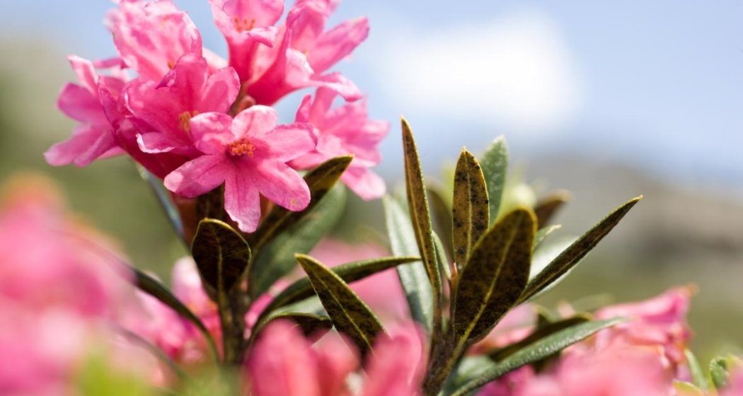Alpenrose Alpenrose