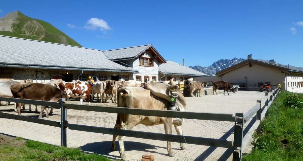 Alp Bella Führung Alp Bella Führung