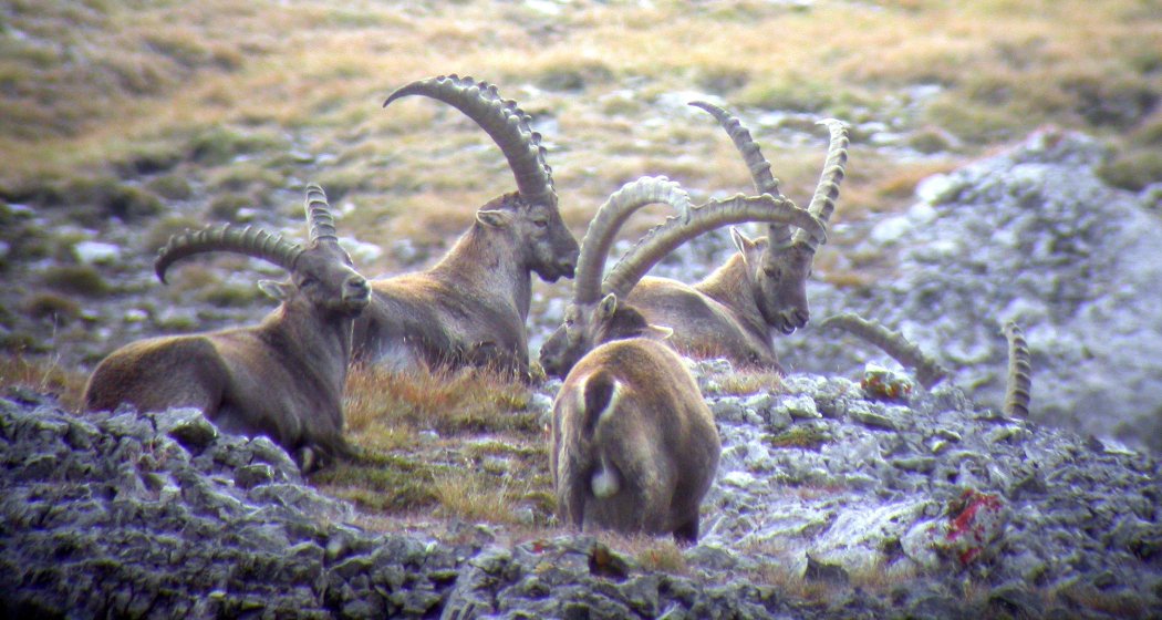 Wildbeobachtung Wildbeobachtung