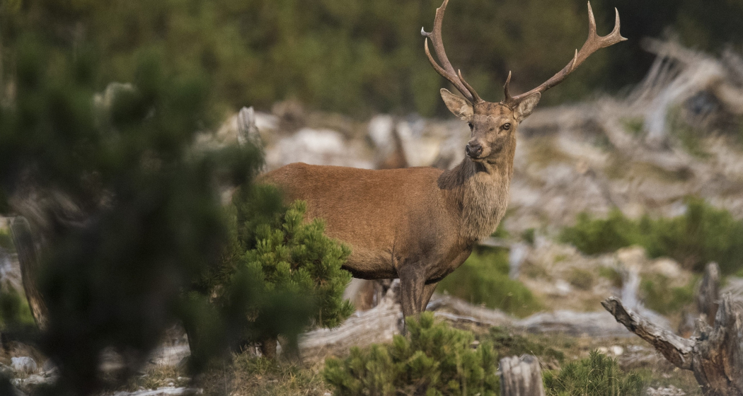 Hirschbrunft Hirschbrunft