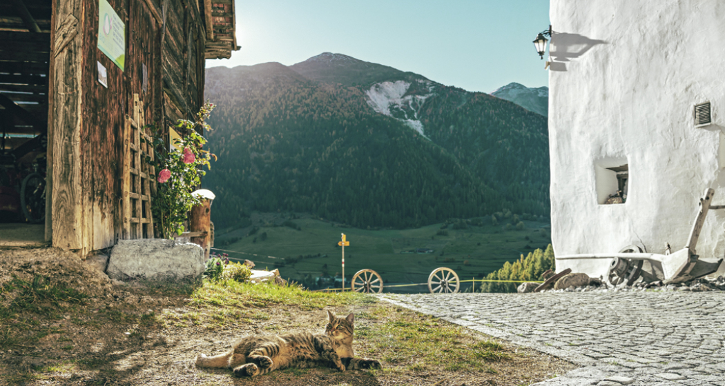 Agrotourismus Pütschai Josom (tom_tds00020013517621088_image) Agrotourismus Pütschai Josom (tom_tds00020013517621088_image)