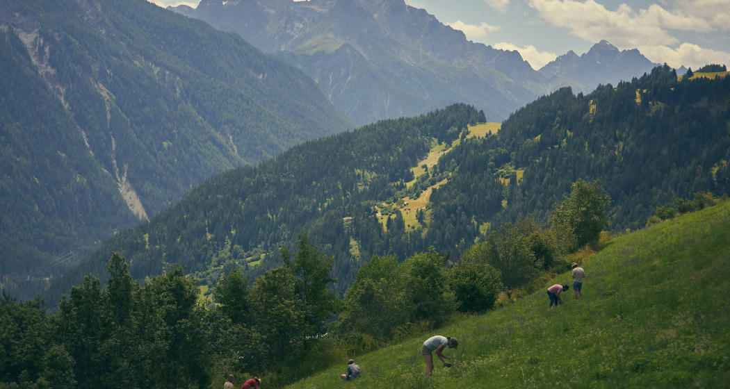 Essbare Landschaft Essbare Landschaft