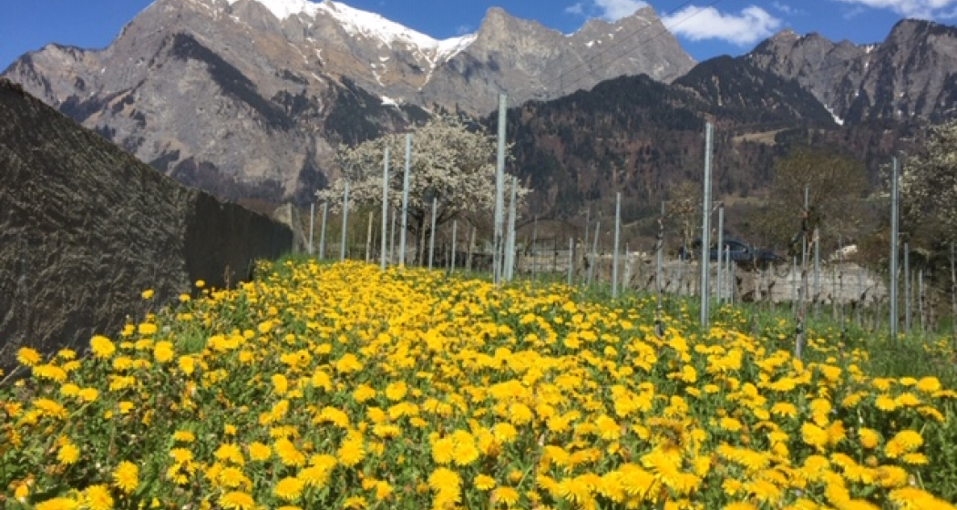 Weingut Möhr-Niggli (ctd_33f3d505-b3e9-4761-b91b-6963ae262ff0_img01) Weingut Möhr-Niggli (ctd_33f3d505-b3e9-4761-b91b-6963ae262ff0_img01)