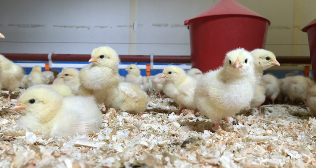 Adanks kleine Farm (ctd_473d7015-be91-4781-8073-a26ac5244fee_img02) Adanks kleine Farm (ctd_473d7015-be91-4781-8073-a26ac5244fee_img02)