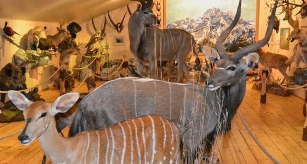 Jagdmuseum Vättis (ctd_7f36ca67-4cca-44b1-ba68-876d4201eec5_image) Jagdmuseum Vättis (ctd_7f36ca67-4cca-44b1-ba68-876d4201eec5_image)