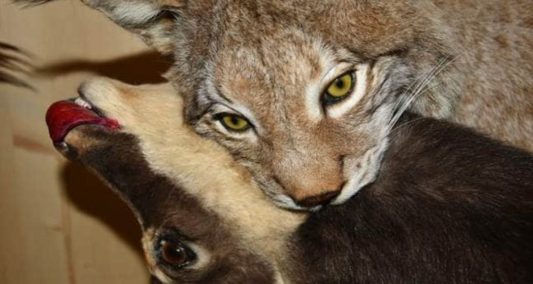 Jagdmuseum Vättis (ctd_7f36ca67-4cca-44b1-ba68-876d4201eec5_img01) Jagdmuseum Vättis (ctd_7f36ca67-4cca-44b1-ba68-876d4201eec5_img01)