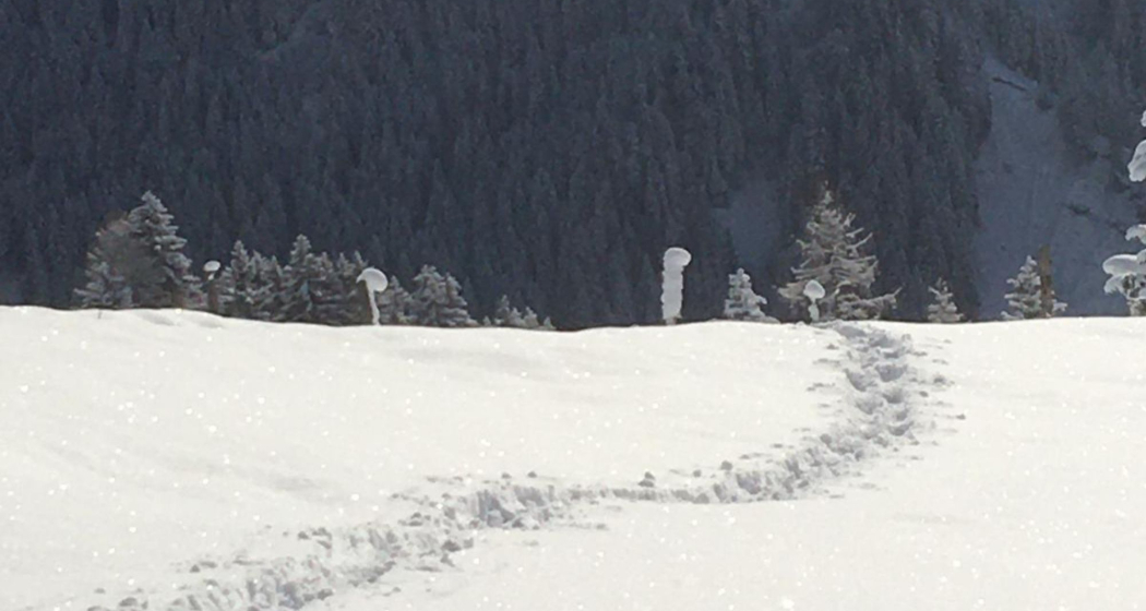 Private Schneeschuhwanderung in Arosa (exp_664b6ea)