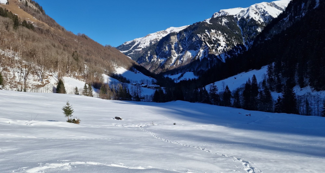 Winterliches Naturerlebnis im Weisstannental (exp_79ff39d)