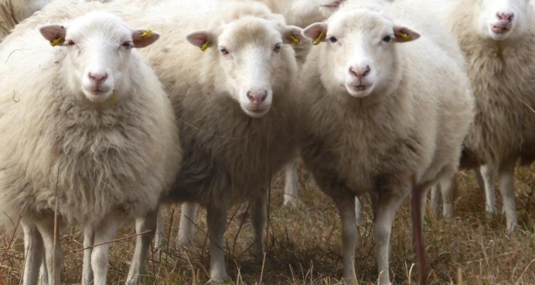 Schau-Stall (gdl_525472182_image)